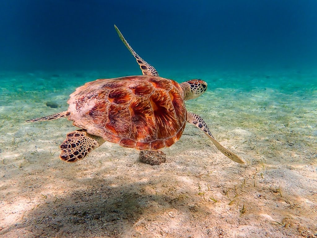 La leçon des tortues